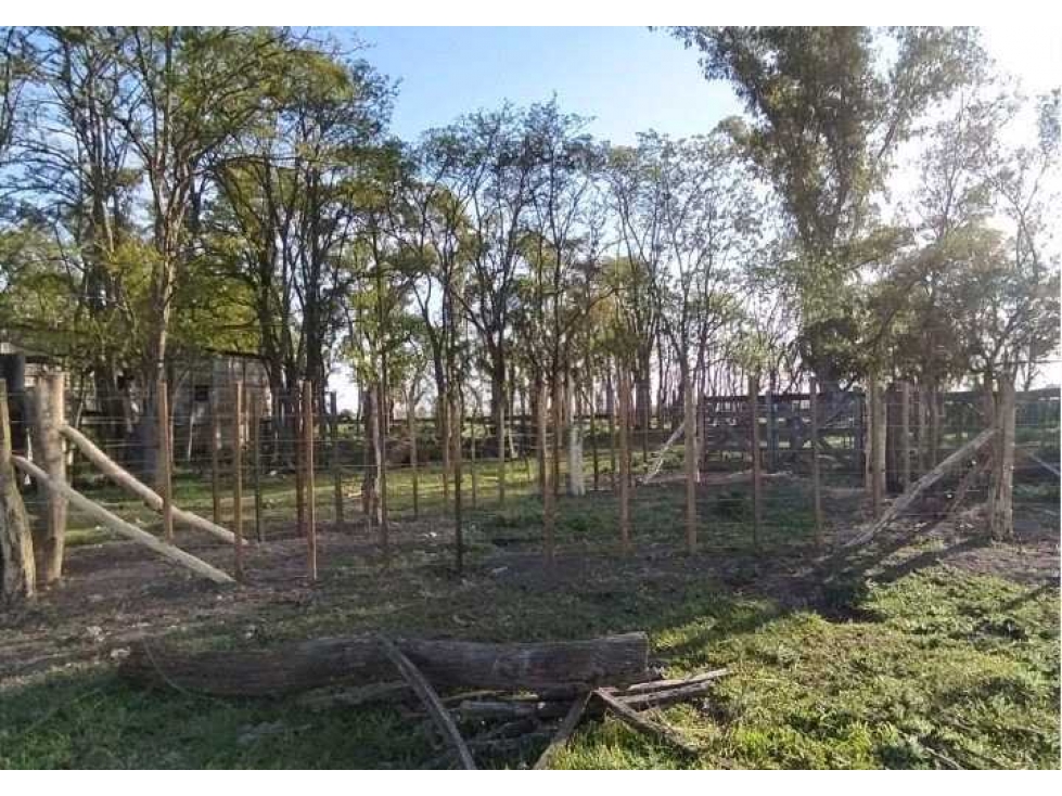 CAMPO 90 HAS, GANADERO,HAROSTEGUY, LAS FLORES, BUENOS AIRES, ARGENTINA - 2