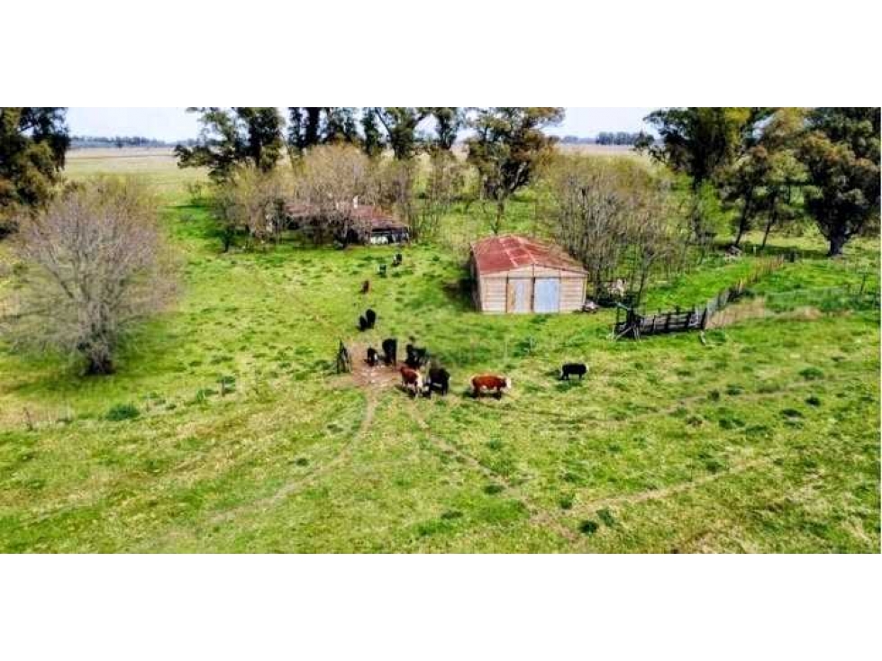 CAMPO 90 HECTAREAS, GANADERO, LAS FLORES, BUENOS AIRES, ARGENTINA - 1