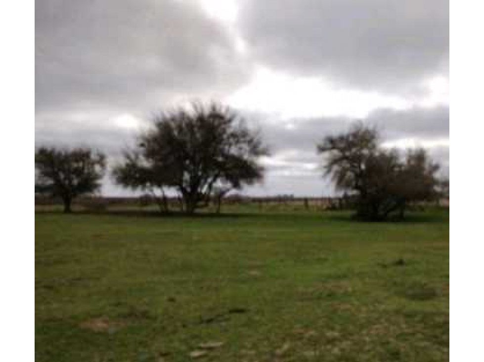 CAMPO 92 HECTAREAS, AGRICOLA, CHASCOMUS, BUENOS AIRES, ARGENTINA - 1