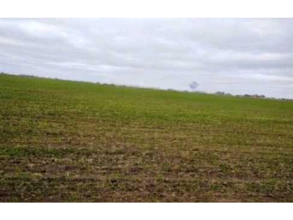 CAMPO 92 HECTAREAS, AGRICOLA, CHASCOMUS, BUENOS AIRES, ARGENTINA - 2