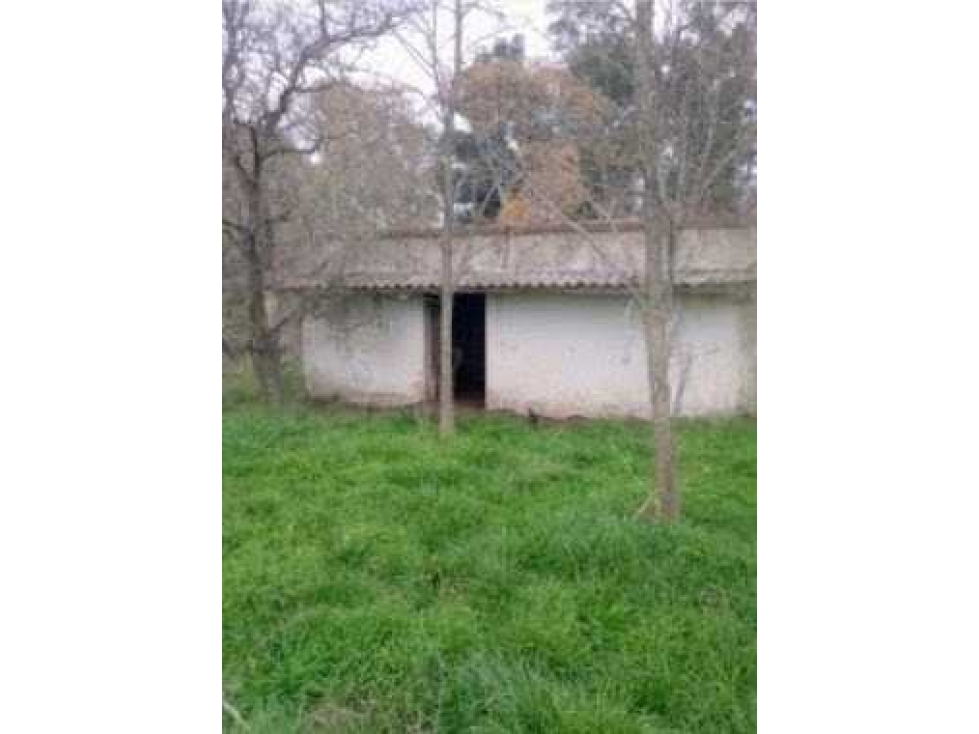 CAMPO 92 HECTAREAS, AGRICOLA, CHASCOMUS, BUENOS AIRES, ARGENTINA - 4