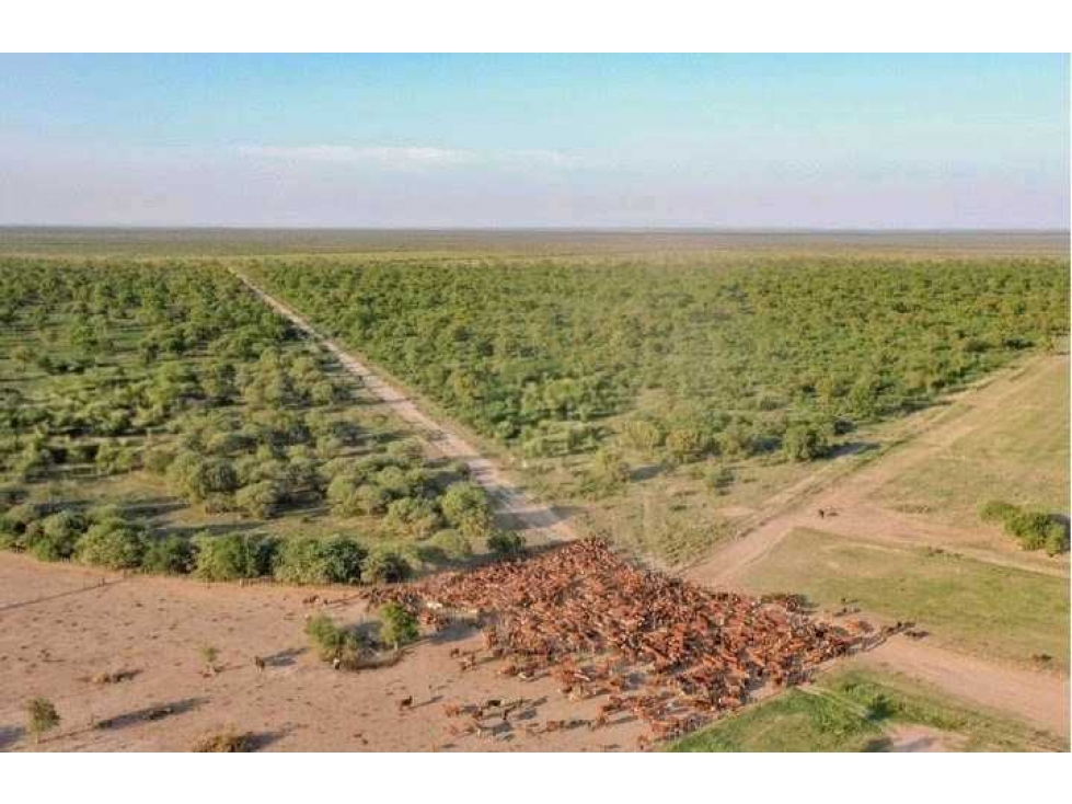 CAMPO 9389 HECTAREAS, MIXTO, GIMENEZ, SANTIAGO DEL ESTERO, ARGENTINA - 1