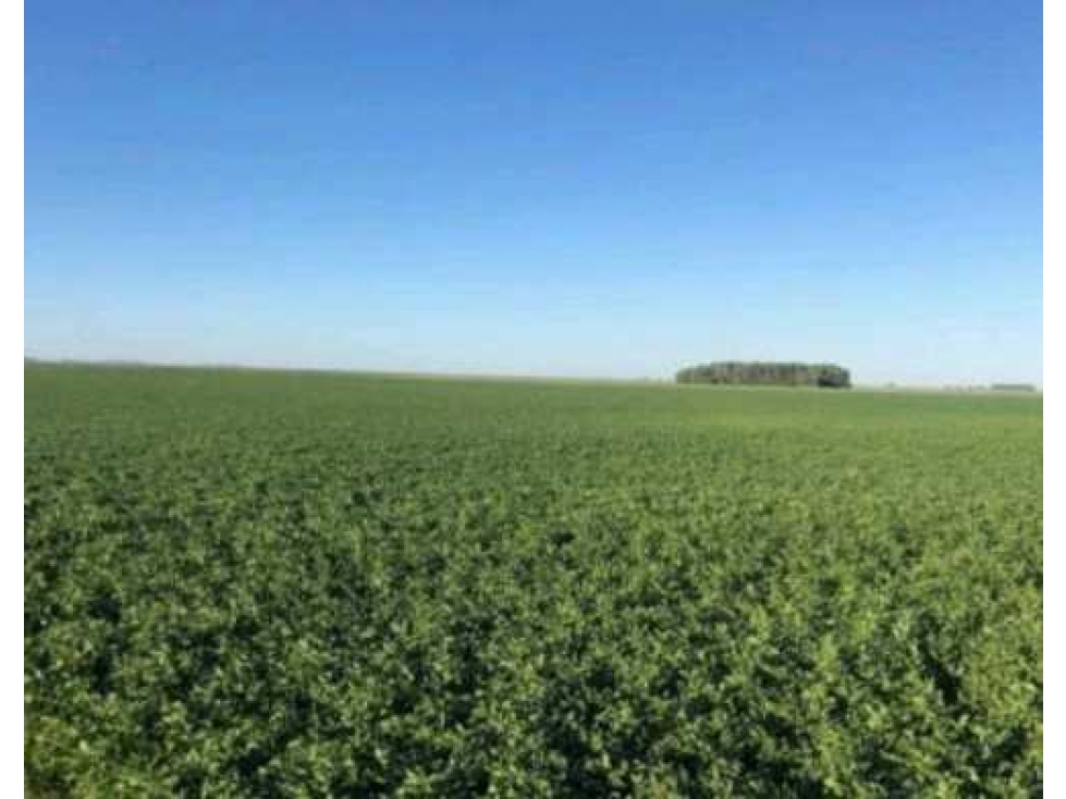 CAMPO 93 HECTAREAS MIXTAS, GENERAL ALVEAR, BUENOS AIRES, ARGENTINA - 1