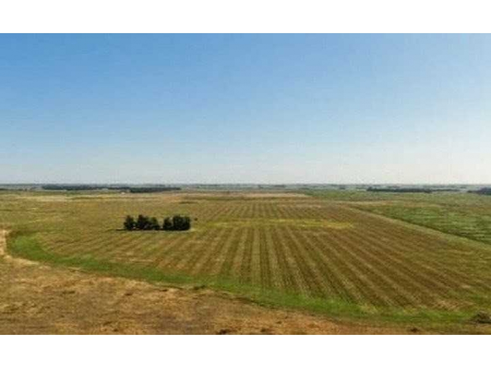 CAMPO 965 HECTAREAS, MIXTO, LOBERIA, BUENOS AIRES, ARGENTINA - 2