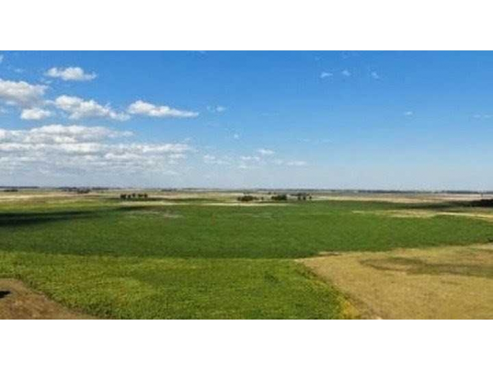 CAMPO 965 HECTAREAS, MIXTO, LOBERIA, BUENOS AIRES, ARGENTINA - 3