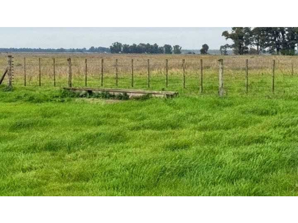 CAMPO 96 HAS, MIXTO, PARAJE CABILDO, BOLIVAR, BUENOS AIRES, ARGENTINA - 3