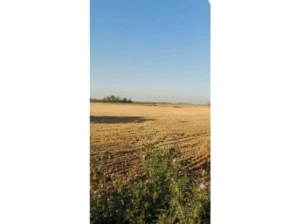 CAMPO 99 HECTAREAS, AGRICOLA, SUIPACHA, BUENOS AIRES, ARGENTINA - 2