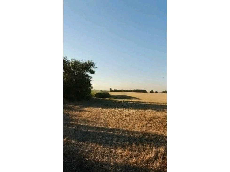CAMPO 99 HECTAREAS, AGRICOLA, SUIPACHA, BUENOS AIRES, ARGENTINA - 3
