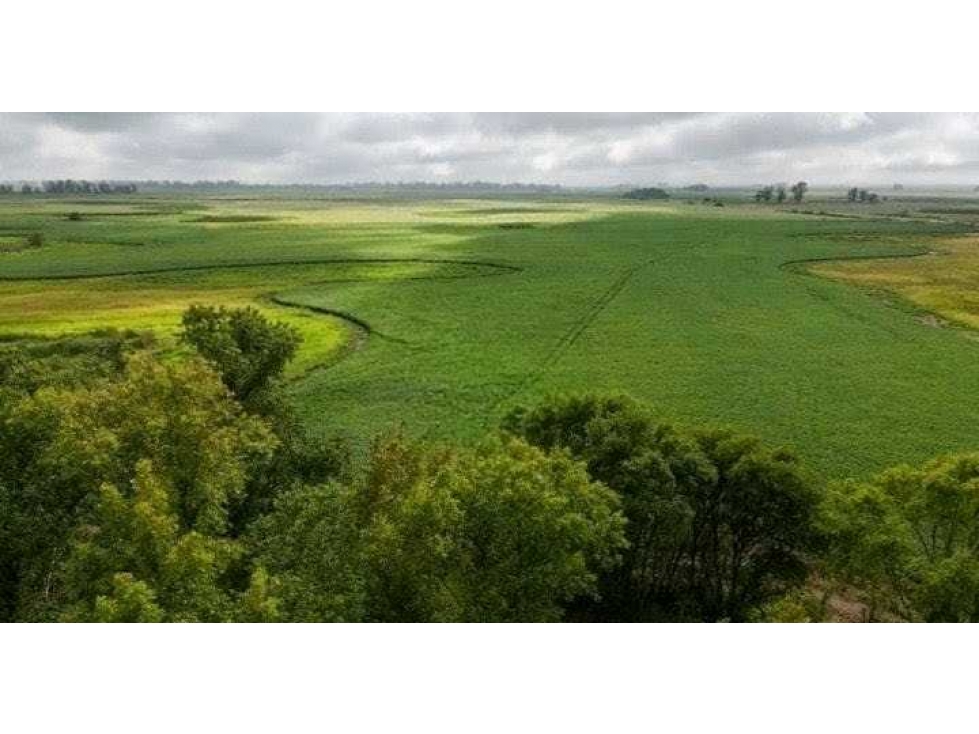 CAMPO 99 HECTAREAS, MIXTO, 9 DE JULIO, BUENOS AIRES, ARGENTINA - 1