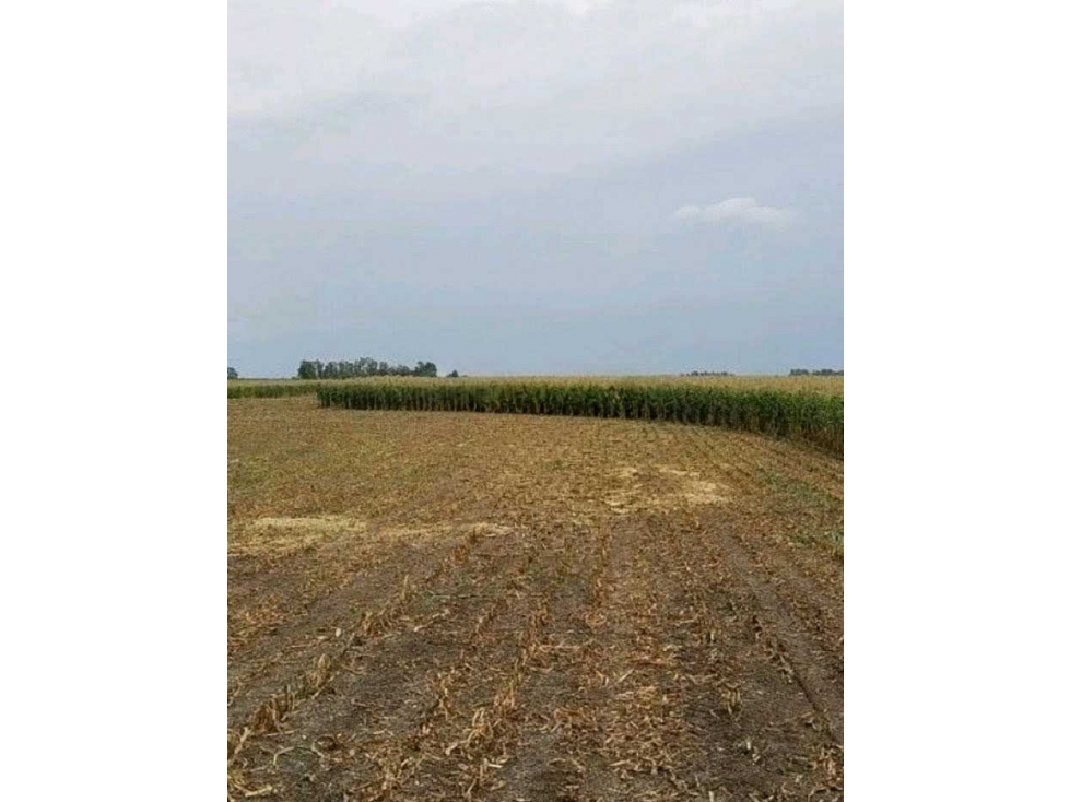 CAMPO 99 HECTAREAS, MIXTO, 9 DE JULIO, BUENOS AIRES, ARGENTINA - 2