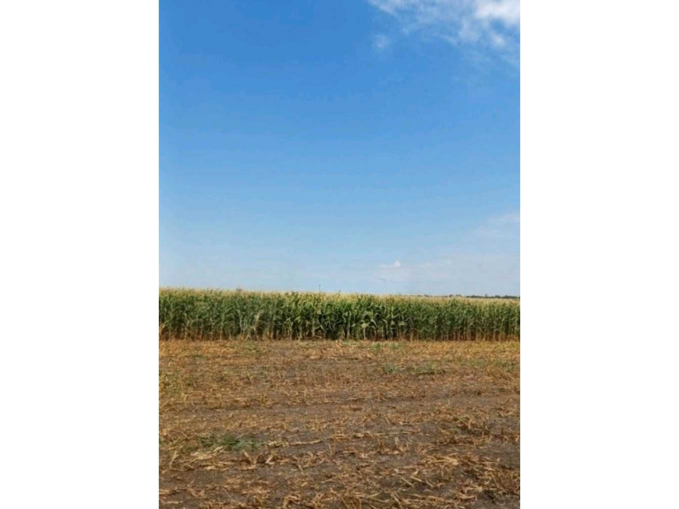 CAMPO 99 HECTAREAS, MIXTO, 9 DE JULIO, BUENOS AIRES, ARGENTINA - 3