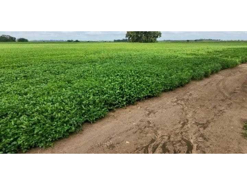 CAMPO 99 HECTAREAS, MIXTO, 9 DE JULIO, BUENOS AIRES, ARGENTINA - 4