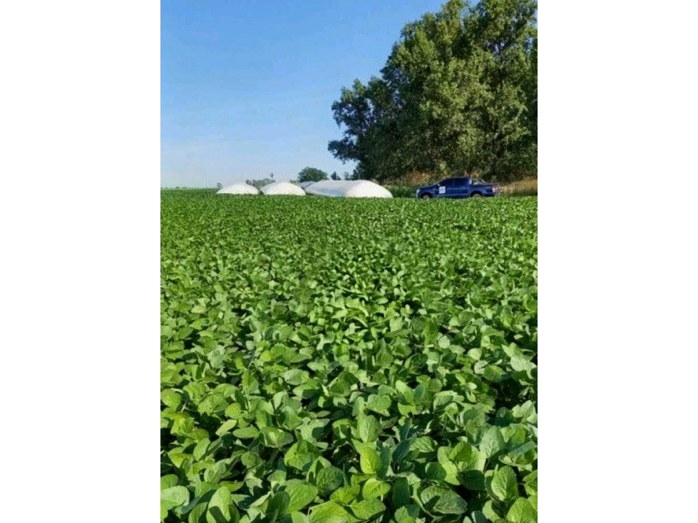 CAMPO 99 HECTAREAS, MIXTO, 9 DE JULIO, BUENOS AIRES, ARGENTINA - 5