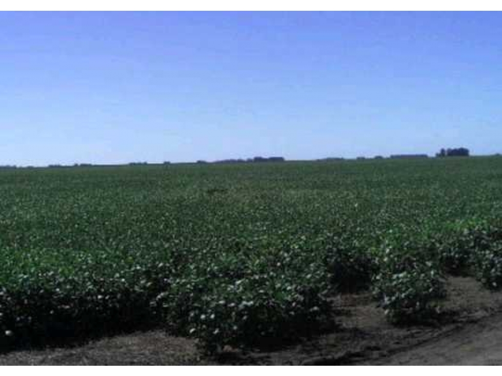 CAMPO AGRICOLA 305 HECTAREAS, DAIREAUX, BUENOS AIRES, ARGENTINA - 2