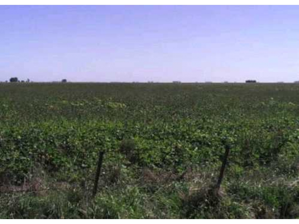 CAMPO AGRICOLA 305 HECTAREAS, DAIREAUX, BUENOS AIRES, ARGENTINA - 3