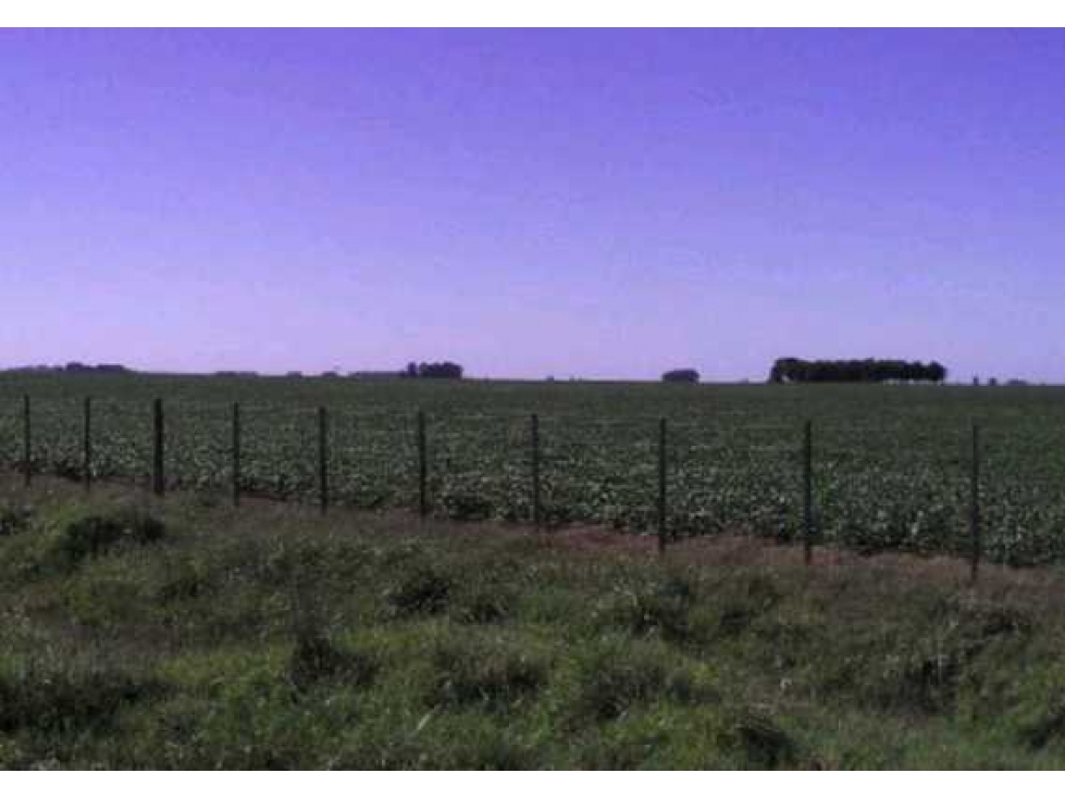 CAMPO AGRICOLA 305 HECTAREAS, DAIREAUX, BUENOS AIRES, ARGENTINA - 4