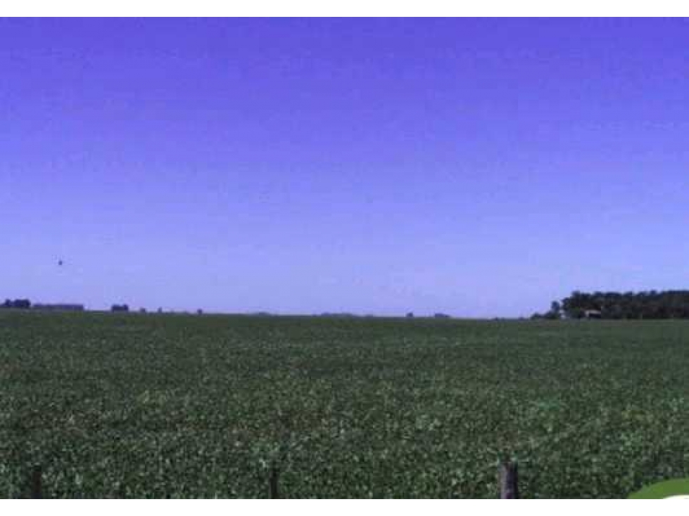 CAMPO AGRICOLA 305 HECTAREAS, DAIREAUX, BUENOS AIRES, ARGENTINA - 5