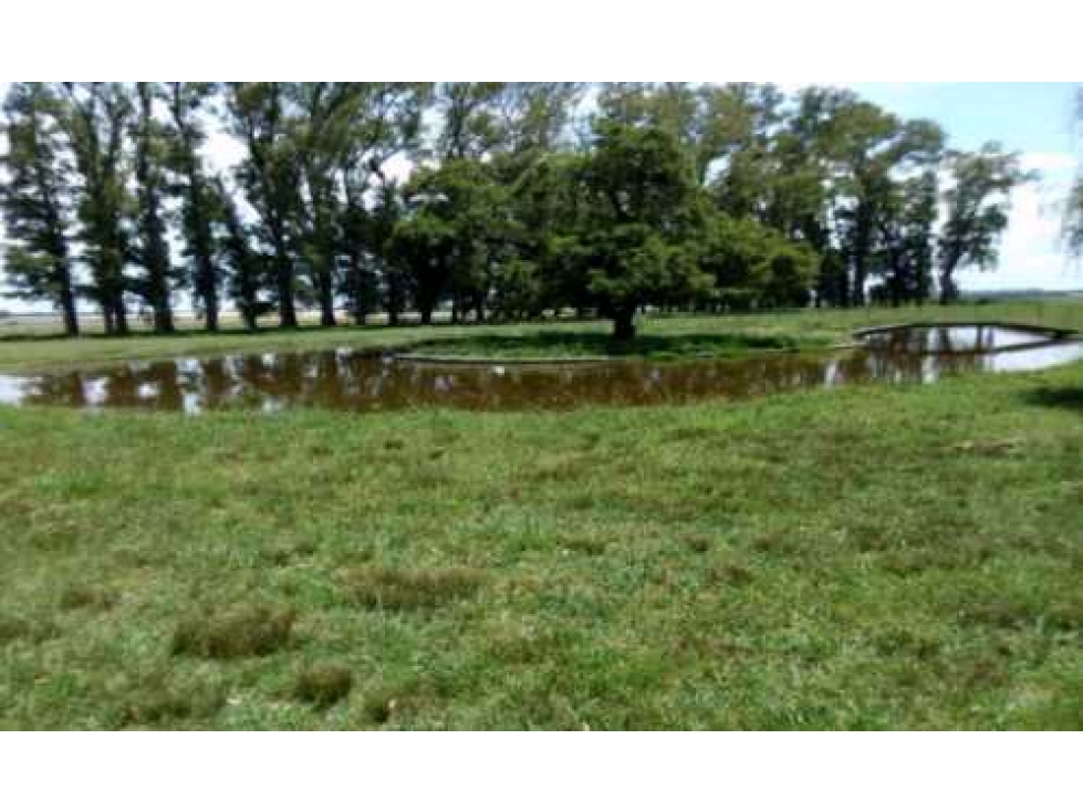 CAMPO AGRICOLA DE 300 HAS,EN CAPITAN SARMIENTO, BUENOS AIRES,ARGENTINA - 2