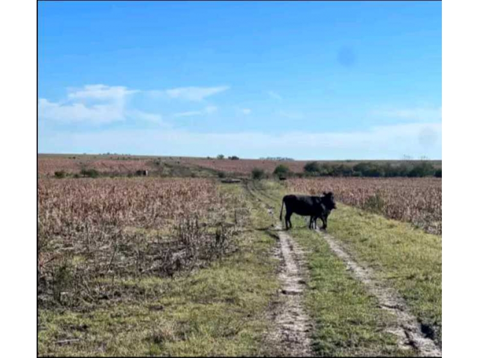 CAMPO CONCORDIA, ENTRE RIOS, ARGENTINA - 4