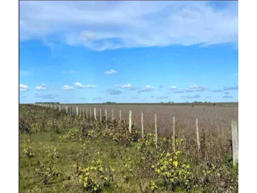 CAMPO CONCORDIA, ENTRE RIOS, ARGENTINA - 6
