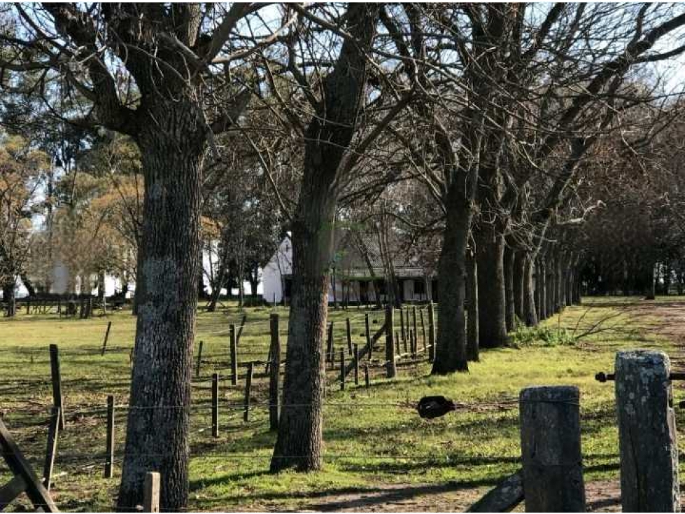 CAMPO DE 4800 HAS MIXTAS, GENERAL BELGRANO, BUENOS AIRES, ARGENTINA - 5