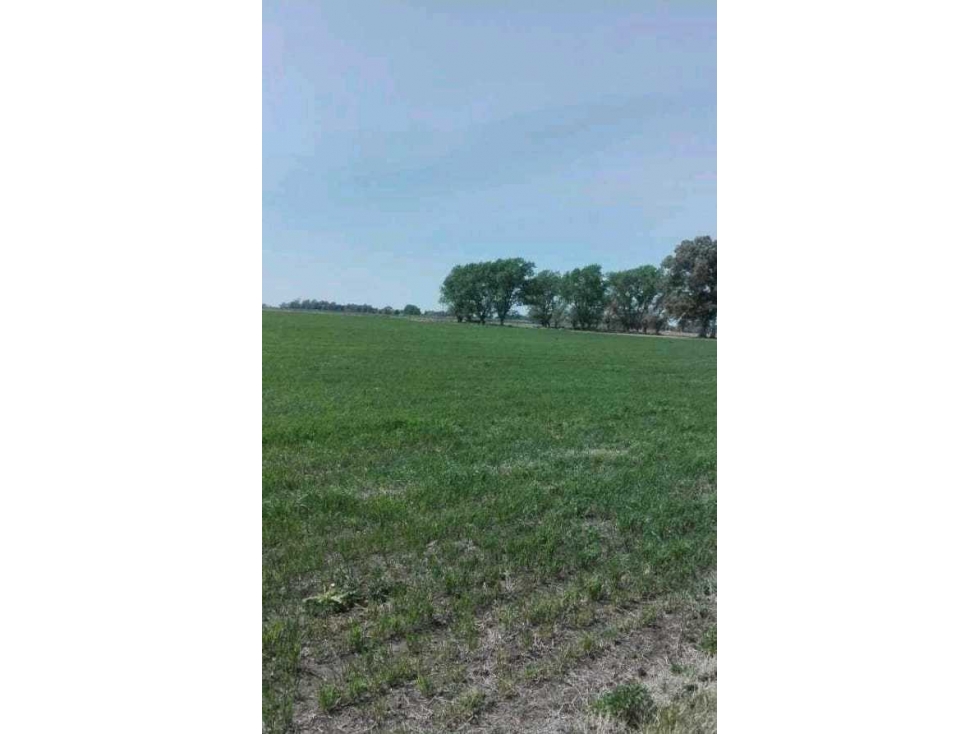 CAMPO 25 HECTAREAS, MIXTO, OLAVARRIA, BUENOS AIRES, ARGENTINA - 4