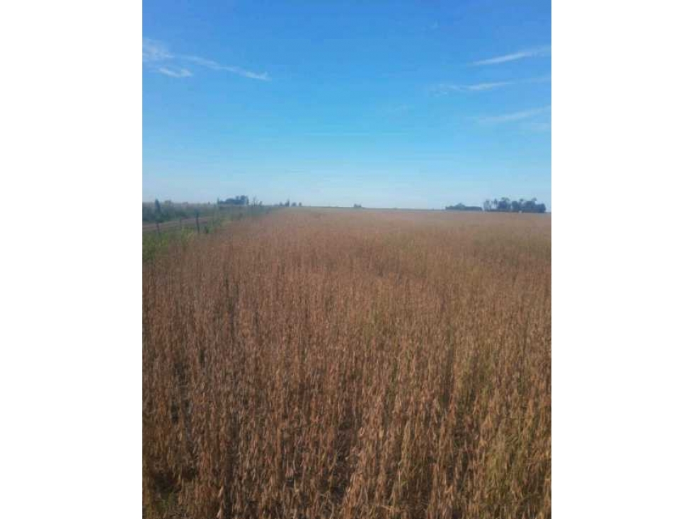 CAMPO 44 HECTAREAS, AGRICOLA, PERGAMINO, BUENOS AIRES, ARGENTINA - 1