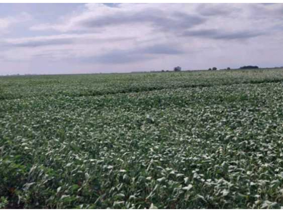 CAMPO EN PERGAMINO, PCIA DE BUENOS AIRES, ARGENTINA - 2
