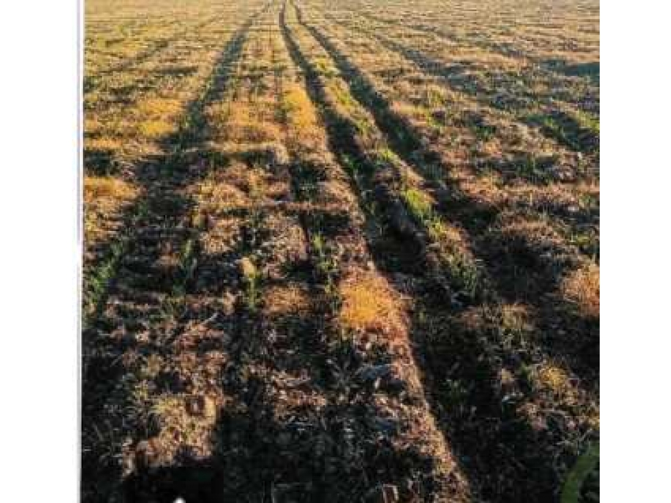 CAMPO EN RUFINO, 1400 HECTAREAS MIXTO, BUENOS AIRES, ARGENTINA - 2