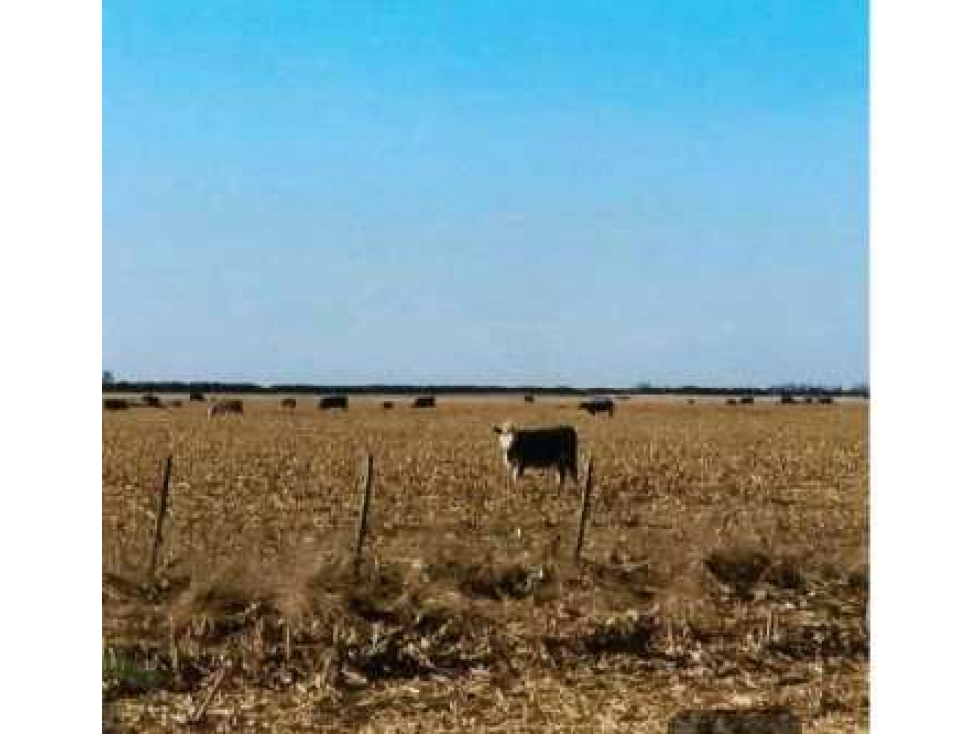 CAMPO EN RUFINO, 1400 HECTAREAS MIXTO, BUENOS AIRES, ARGENTINA - 3