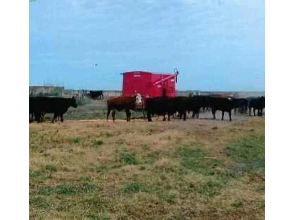 CAMPO EN RUFINO, 1400 HECTAREAS MIXTO, BUENOS AIRES, ARGENTINA - 4