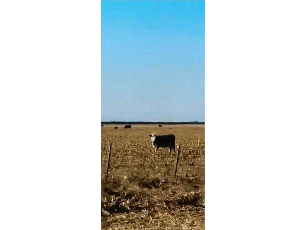 CAMPO EN RUFINO, 1400 HECTAREAS MIXTO, BUENOS AIRES, ARGENTINA - 5