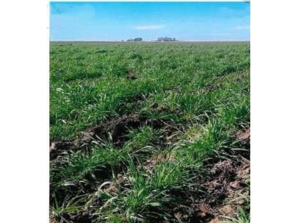 CAMPO EN RUFINO, 1400 HECTAREAS MIXTO, BUENOS AIRES, ARGENTINA - 6