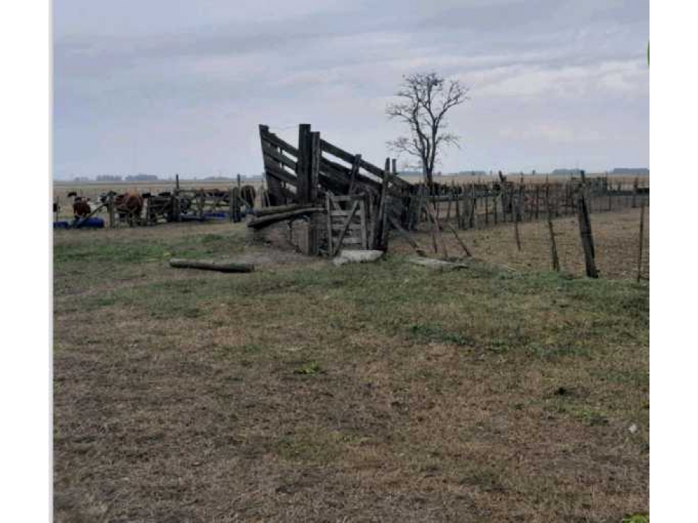 CAMPO 1025 HECTAREAS, SALADILLO, PCIA.BUENOS AIRES, ARGENTINA - 1