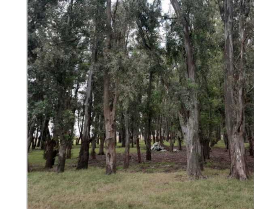 CAMPO 1025 HECTAREAS, SALADILLO, PCIA.BUENOS AIRES, ARGENTINA - 2