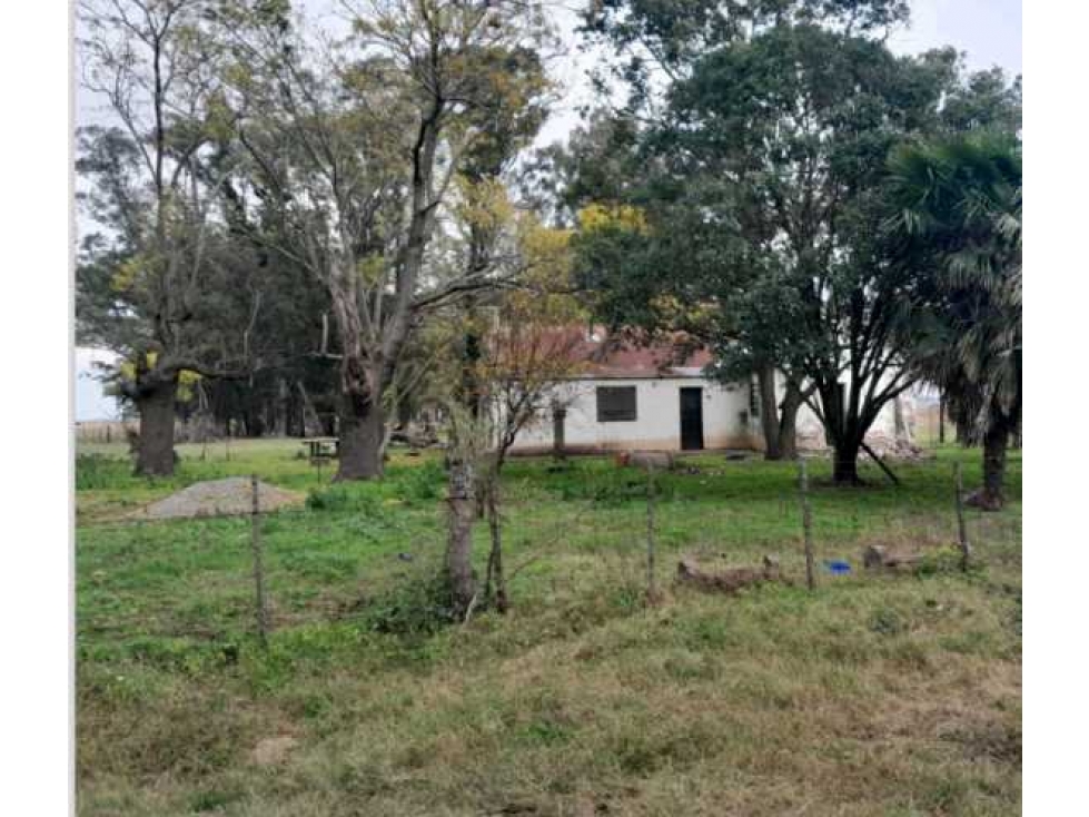 CAMPO 1025 HECTAREAS, SALADILLO, PCIA.BUENOS AIRES, ARGENTINA - 3