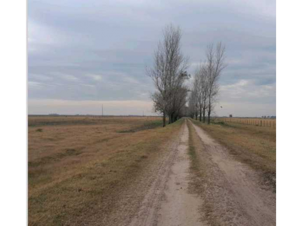CAMPO 1025 HECTAREAS, SALADILLO, PCIA.BUENOS AIRES, ARGENTINA - 5