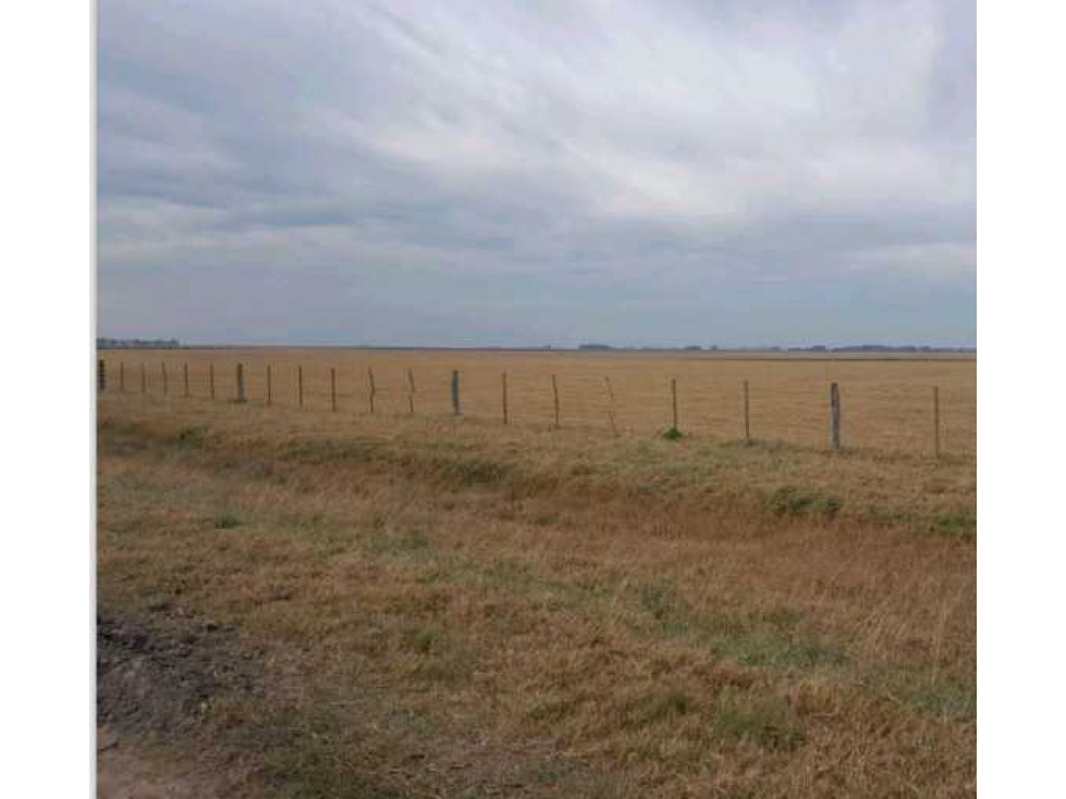 CAMPO 1025 HECTAREAS, SALADILLO, PCIA.BUENOS AIRES, ARGENTINA - 6