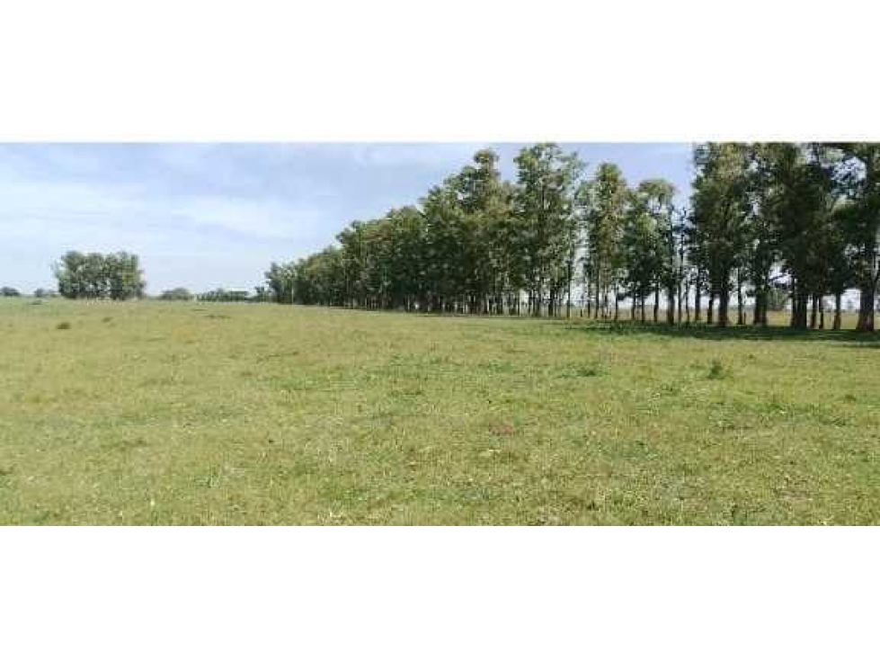 CAMPO EN SAN ANTONIO DE ARECO, PCIA BUENOS AIRES, ARGENTINA - 1