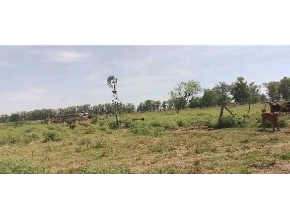 CAMPO EN SAN ANTONIO DE ARECO, PCIA BUENOS AIRES, ARGENTINA - 3