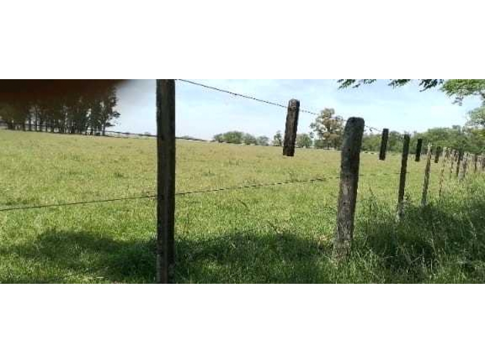 CAMPO EN SAN ANTONIO DE ARECO, PCIA BUENOS AIRES, ARGENTINA - 4