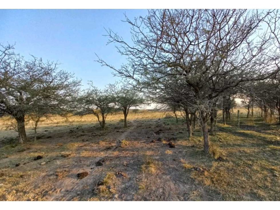 CAMPO EN UBAJAY, COLON, ENTRE RIOS, ARGENTINA - 3