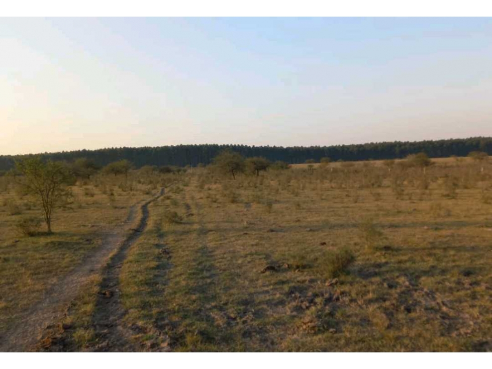 CAMPO EN UBAJAY, COLON, ENTRE RIOS, ARGENTINA - 4
