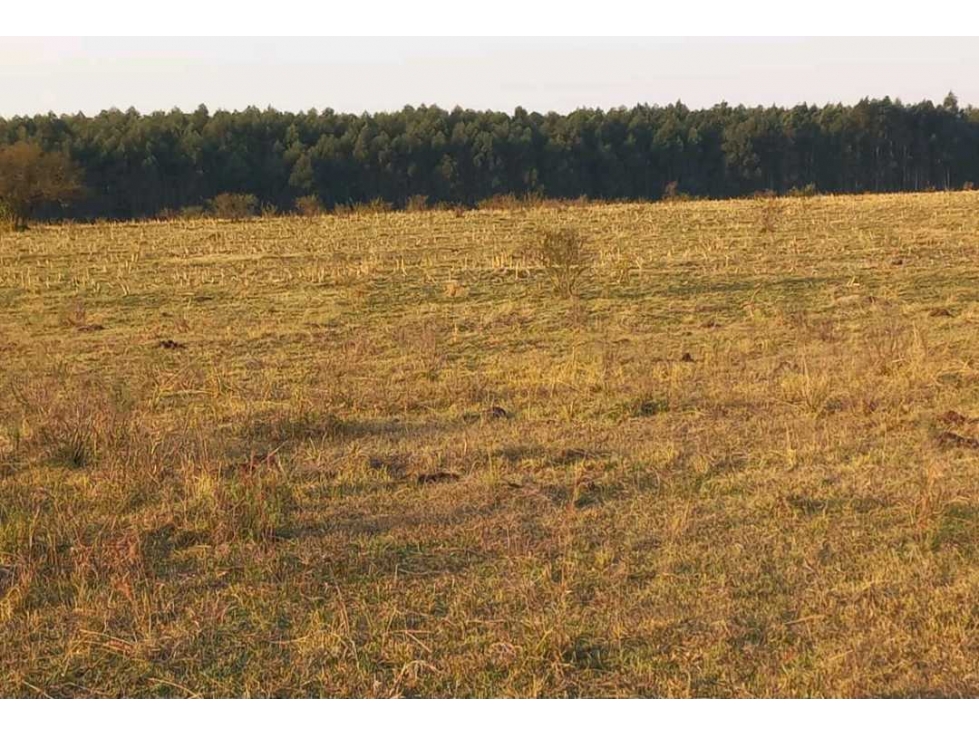 CAMPO EN UBAJAY, COLON, ENTRE RIOS, ARGENTINA - 5