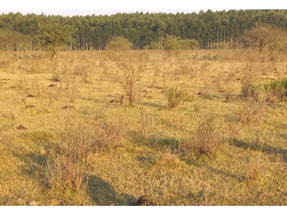 CAMPO EN UBAJAY, COLON, ENTRE RIOS, ARGENTINA - 6