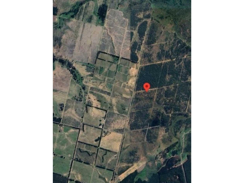 CAMPO PARA FORESTACION 133 HAS, CONCORDIA, ENTRE RIOS,0ARGENTINA - 2