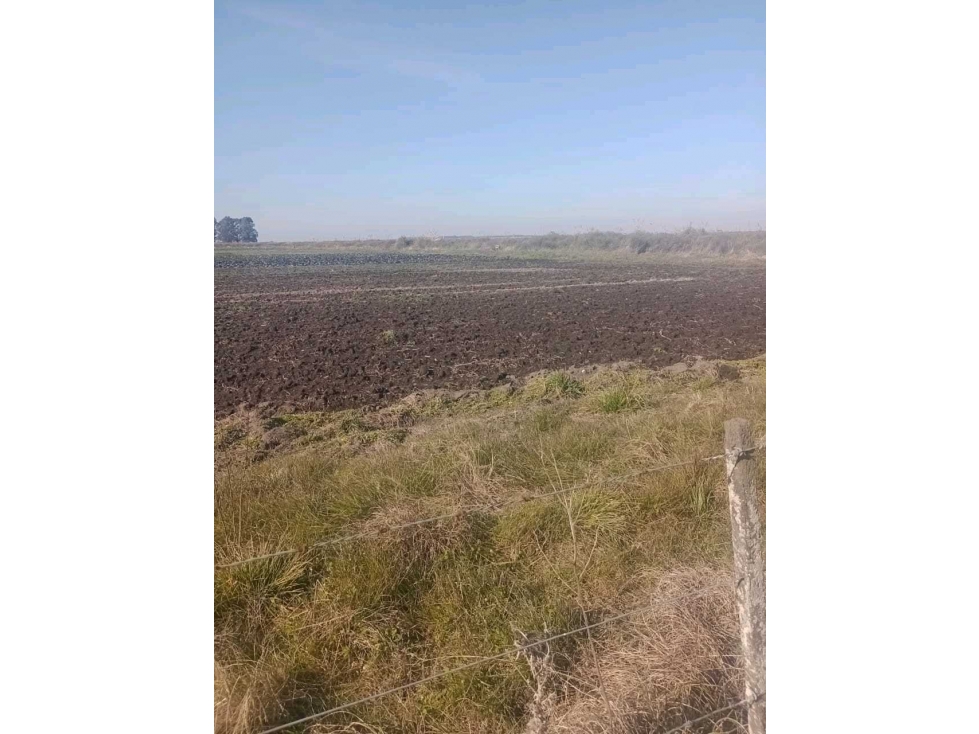 CAMPO SOBRE RUTA DOS, LA PLATA,BUENOS AIRES,ARGENTINA - 2