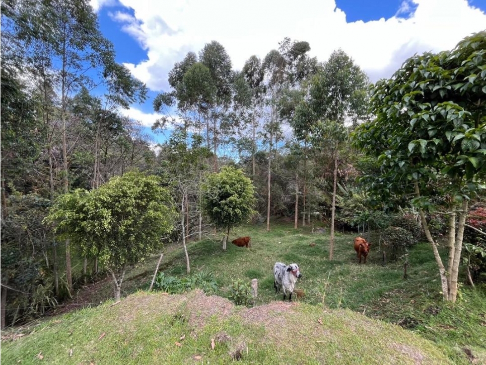 Casa Caballista para la Renta en Llanogrande sector Aeropuerto — foto 3