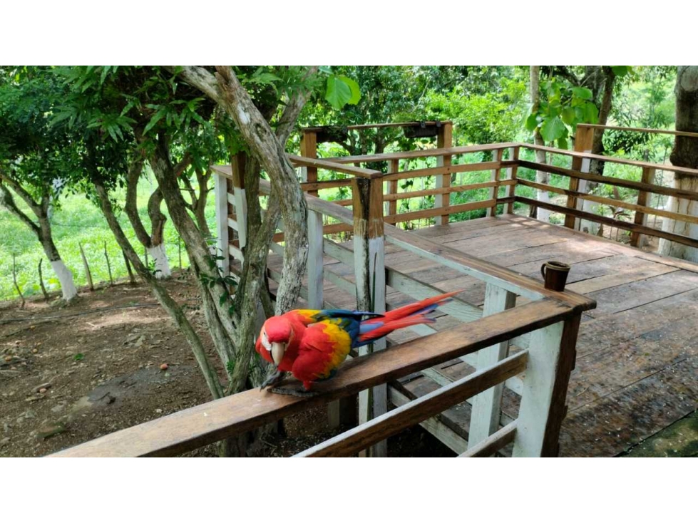 Casa finca en venta en el Km 12 vía planeta Rica - 5