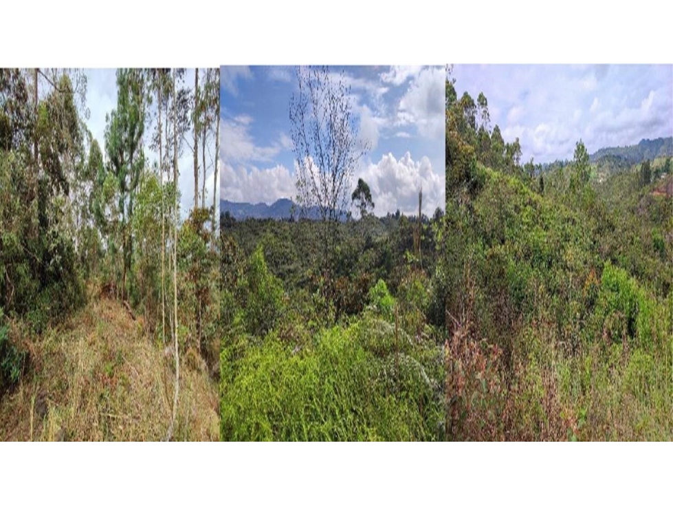 CASA LOTE en Gestion - Guarne, Antioquia